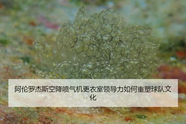 阿伦罗杰斯空降喷气机更衣室领导力如何重塑球队文化